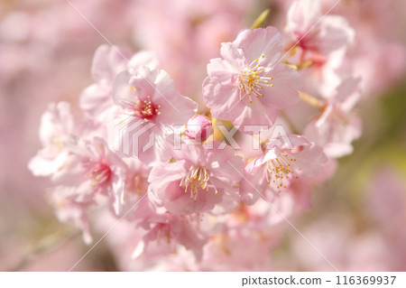 河津櫻花盛開,在春天的陽光下閃閃發光 河津櫻花盛開,在春天的陽光下閃閃發光 116369937