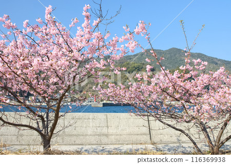 河津櫻花盛開在沙灘上 河津櫻花盛開在沙灘上 116369938