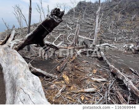 Dead tree landscape Dead tree landscape 116369944