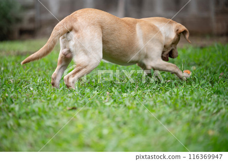 Running and playing with ball labrador dog 116369947