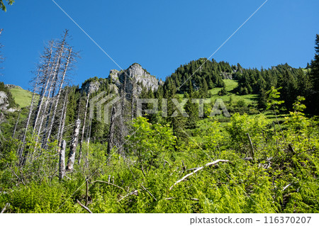 Silent valley, High Tatras mountain, Slovakia 116370207
