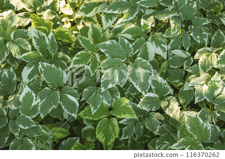 Ground elder leaves green decorative background, Aegopodium podagraria, selective focus. 116370262