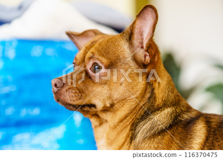 Little purebreed dog indoor. Little purebreed dog indoor. 116370475
