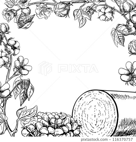 The cotton is organic. A frame with cotton twigs and a roll of cotton harvest. Black and white, detailed, graphic, vector illustration, hand-drawn, on a white background. For label, packaging, poster. The cotton is organic. A frame with cotton twigs and a roll of cotton harvest. Black and white, detailed, graphic, vector illustration, hand-drawn, on a white background. For label, packaging, poster. 116370757