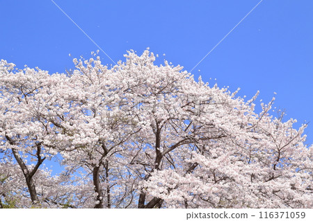 櫻花盛開 櫻花盛開 116371059