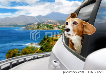 A dog is having a great time on a road trip by the seaside, enjoying the scenic coastal view A dog is having a great time on a road trip by the seaside, enjoying the scenic coastal view 116371220