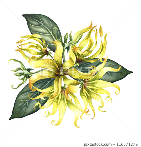 Kananga is fragrant. Ylang-ylang flowers. A bouquet of exotic fragrant yellow flowers with leaves. A hand-drawn watercolor illustration. A design element on an isolated background. Kananga is fragrant. Ylang-ylang flowers. A bouquet of exotic fragrant yellow flowers with leaves. A hand-drawn watercolor illustration. A design element on an isolated background. 116371279