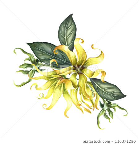 Kananga is fragrant. Ylang-ylang flowers. A bouquet of exotic fragrant yellow flowers with leaves. A hand-drawn watercolor illustration. A design element on an isolated background. Kananga is fragrant. Ylang-ylang flowers. A bouquet of exotic fragrant yellow flowers with leaves. A hand-drawn watercolor illustration. A design element on an isolated background. 116371280