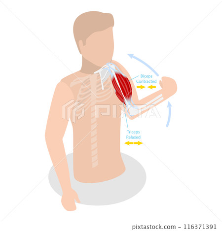 3D Isometric Flat Illustration of Anatomical Contracted And Relaxed Arm Muscular. Item 1 3D Isometric Flat Illustration of Anatomical Contracted And Relaxed Arm Muscular. Item 1 116371391