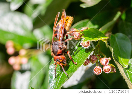A macro shot of a hornet Vespa crabro seen nectaring on ivy flowers 116371654