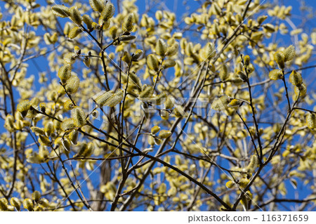 Yellow catkins Salix caprea blooming in spring 116371659