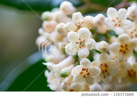 Viburnum suspensum clusters of small white flowers on a branch, selective focus. Spring flower background 116371660
