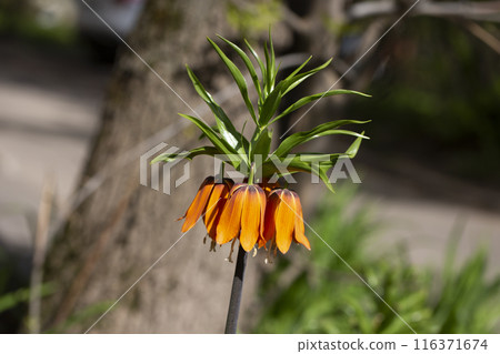 Beautiful Fritillaria imperialis, crown imperial, imperial fritillary or Kaiser's crown, 116371674