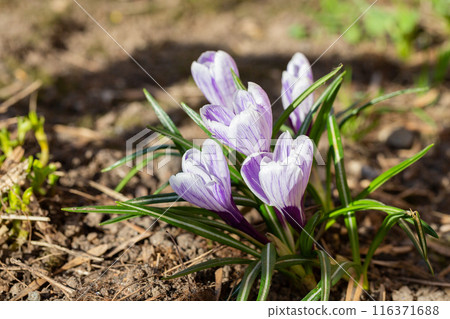 Purple Crocus Flowers in Spring. High quality photo Purple Crocus Flowers in Spring. High quality photo 116371688