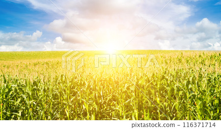 Green corn field and bright sunrise. Wide photo. 116371714