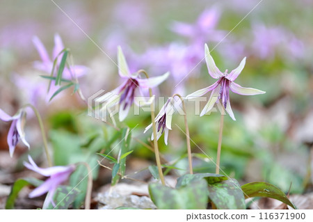 Dogtooth violet, a rare light green flower Dogtooth violet, a rare light green flower 116371900