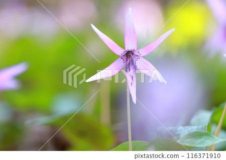 (Dogtooth violet flower) A flower that blooms in clusters (Dogtooth violet flower) A flower that blooms in clusters 116371910