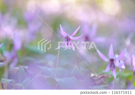 (Dogtooth violet flower) A flower that blooms in clusters (Dogtooth violet flower) A flower that blooms in clusters 116371911