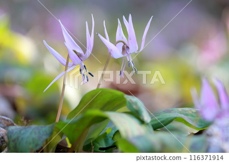 (卡塔庫里花)簇狀綻放的花 (卡塔庫里花)簇狀綻放的花 116371914