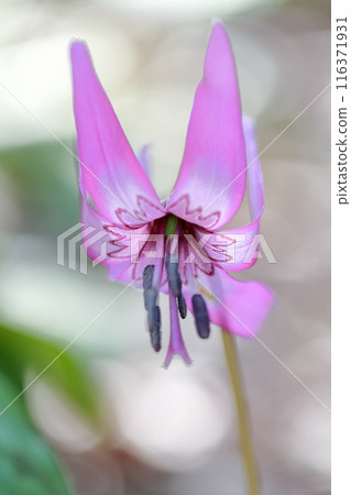 (Dogtooth violet) purple flower (Dogtooth violet) purple flower 116371931