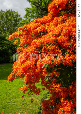 Castle Grounds, a public park in Reigate, Surrey, UK. While the castle no longer exists, the pretty gardens are a pleasant place to walk in the centre of Reigate. 116371937