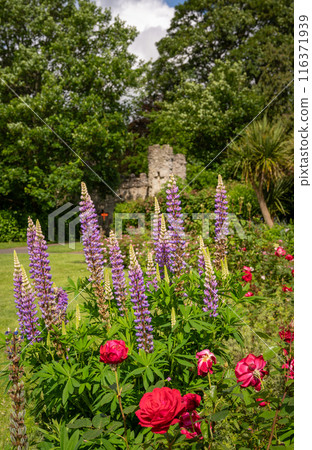 Castle Grounds, a public park in Reigate, Surrey, UK. While the castle no longer exists, the pretty gardens are a pleasant place to walk in the centre of Reigate. 116371939