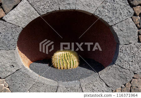Cactus in the Cactus Garden, Lanzarote, Spain Cactus in the Cactus Garden, Lanzarote, Spain 116371964