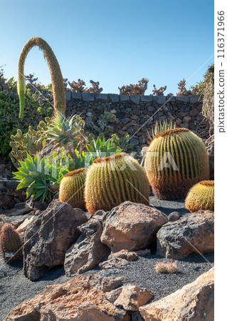 Cactus in the Cactus Garden, Lanzarote, Spain Cactus in the Cactus Garden, Lanzarote, Spain 116371966