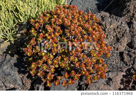 Cactus in the Cactus Garden, Lanzarote, Spain 116371968