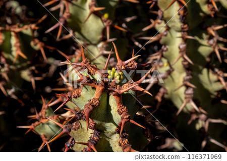 Cactus in the Cactus Garden, Lanzarote, Spain 116371969
