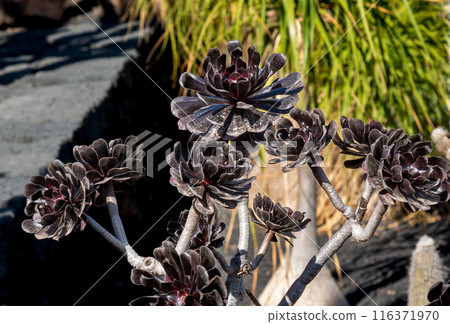 Cactus in the Cactus Garden, Lanzarote, Spain 116371970