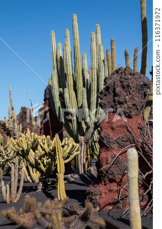 Cactus in the Cactus Garden, Lanzarote, Spain Cactus in the Cactus Garden, Lanzarote, Spain 116371972