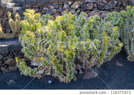 Cactus in the Cactus Garden, Lanzarote, Spain 116371973
