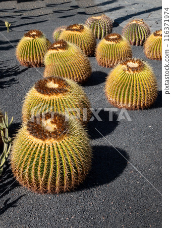 Cactus in the Cactus Garden, Lanzarote, Spain 116371974