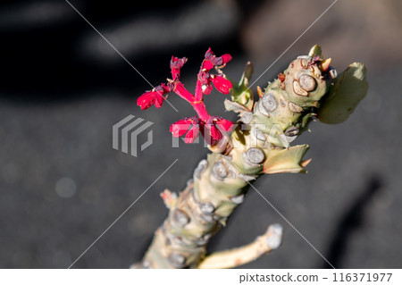 Cactus in the Cactus Garden, Lanzarote, Spain 116371977