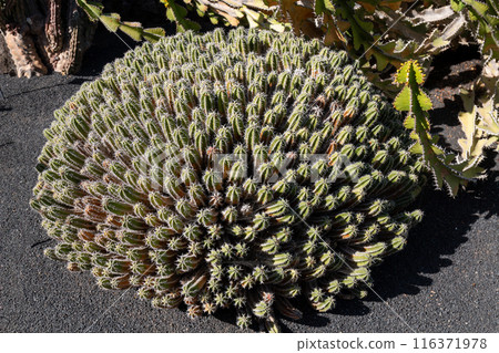Cactus in the Cactus Garden, Lanzarote, Spain 116371978
