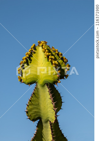 Cactus in the Cactus Garden, Lanzarote, Spain 116371980