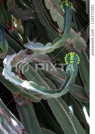 Cactus in the Cactus Garden, Lanzarote, Spain 116371981