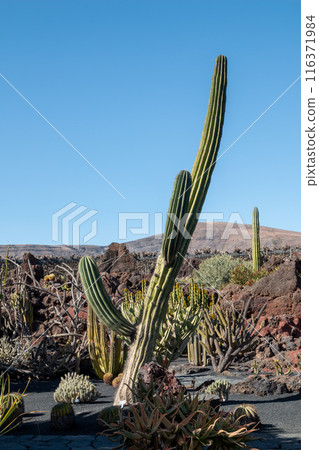 Cactus in the Cactus Garden, Lanzarote, Spain 116371984