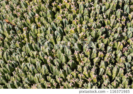 Cactus in the Cactus Garden, Lanzarote, Spain 116371985