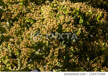 Cactus in the Cactus Garden, Lanzarote, Spain 116371986