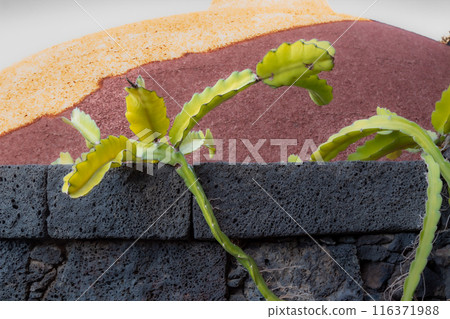 Cactus in the Cactus Garden, Lanzarote, Spain 116371988