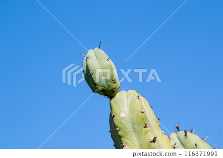 Cactus in the Cactus Garden, Lanzarote, Spain 116371991
