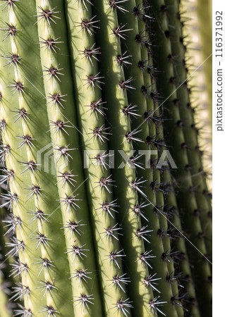 Cactus in the Cactus Garden, Lanzarote, Spain 116371992