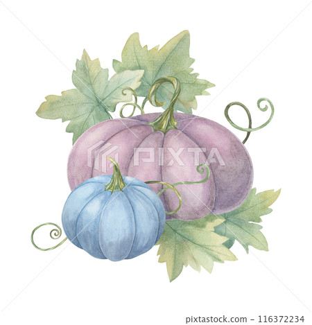 Purple pumpkin and blue pumpkin with green leaves and tendrils. Squash watercolor illustration. Clipart for Halloween decorations, Thanksgiving, fall greeting cards, and festive autumn invitations. 116372234