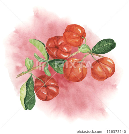 Acerola berry tree on watercolor splash background, red Barbados cherry fruits bunch. Hand-painted clipart suitable for educational materials, botanical prints, and natural health products branding Acerola berry tree on watercolor splash background, red Barbados cherry fruits bunch. Hand-painted clipart suitable for educational materials, botanical prints, and natural health products branding 116372240