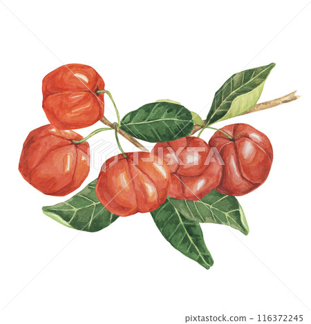 Acerola berries on the tree branch with green leaves, red Barbados cherry fruits bunch. Watercolor clipart suitable for use in health-related publications, recipe cards, and educational posters. 116372245