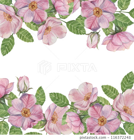 Pink Rosehip square frame template, wild rose flowers and leaves. Watercolor elegant design for birthday, anniversary, thank you, congratulations and mothers day cards, wedding invitation Pink Rosehip square frame template, wild rose flowers and leaves. Watercolor elegant design for birthday, anniversary, thank you, congratulations and mothers day cards, wedding invitation 116372248