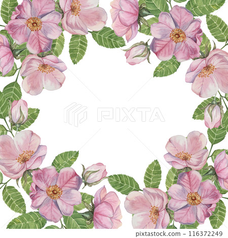 Rosehip square frame template. Pink wild rose flowers, buds and leaves. Watercolor romantic design for birthday, anniversary, congratulations and mothers day cards, wedding invitation, label, tags 116372249