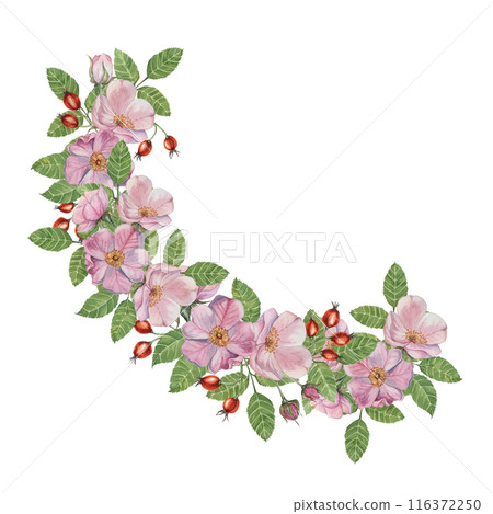 Rosehip round frame template, pink wild rose flowers and leaves. Watercolor detailed botanical wreath for birthday, anniversary, thank you, congratulations and mothers day cards, wedding invitation 116372250